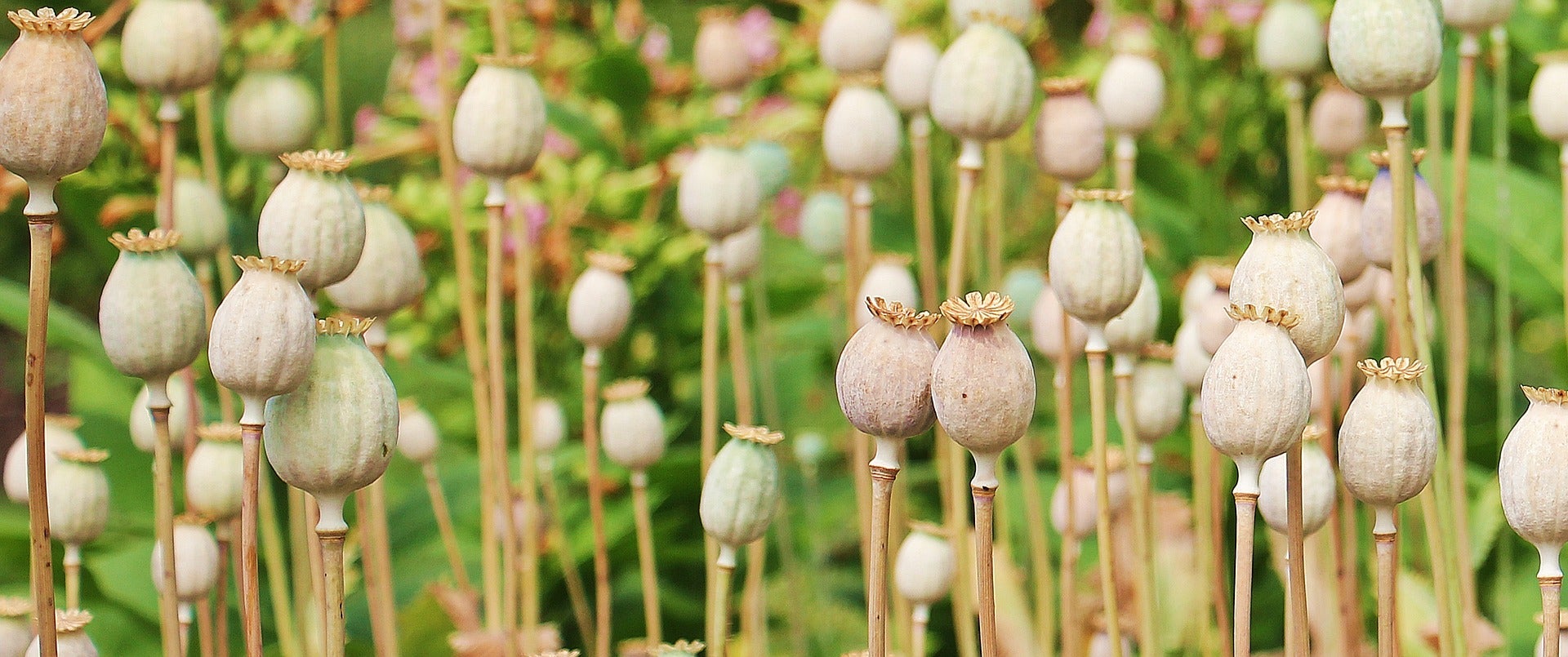 Poppy Opium Plant